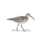  Whimbrel 