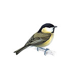  Willow Tit 