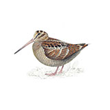  Woodcock 