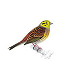  Yellowhammer 