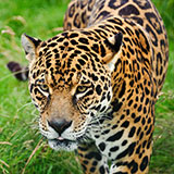  Jaguar 