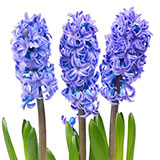  Hyacinth 