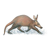  Aardvark 