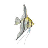  Angelfish 