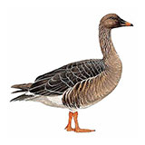  Bean Goose 
