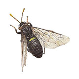  Birch Sawfly 