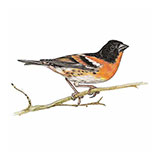  Brambling 