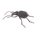  Carabus Beetle 