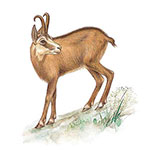  Chamois 