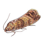  Codling Moth 