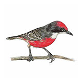  Crimson Chat 