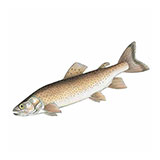  Danube Salmon 