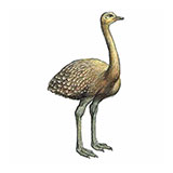  Darwins Rhea 