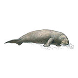  Dugong 