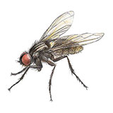  Fly 