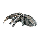  Giant Anteater 