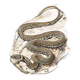  Grass Snake 