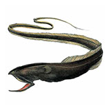  Gulper Eel 