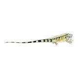  Iguana 