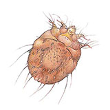  Itch Mite 