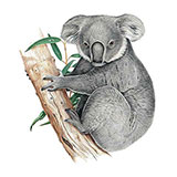  Koala 