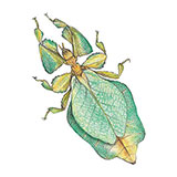  Leaf Insect 