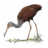  Limpkin 