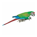  Macaw 