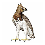  Martial Eagle 