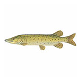  Muskellunge 