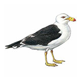  Pacific Gull 