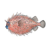  Porcupinefish 
