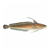  Red Hake 