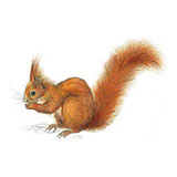  Red Squirrel 