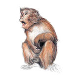  Rhesus Macaque 