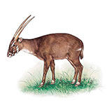  Saola 