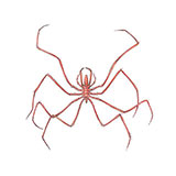 Sea Spider 