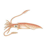  Squid 