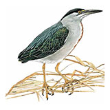  Striated Heron 