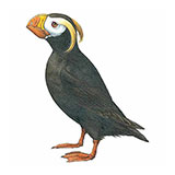  Tufted Puffin 