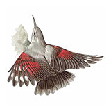  Wallcreeper 