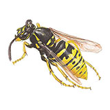  Wasp 