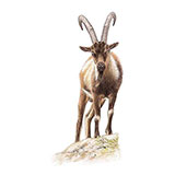  Wild Goat 
