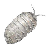  Woodlouse 