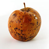  One Bad Apple 