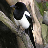  One For Sorrow 