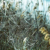  Cobweb 