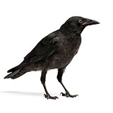  Crow 