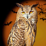  Owl 