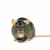  Rat 